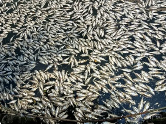 海南海口红城湖现大量死鱼 捞出8吨 引起热议