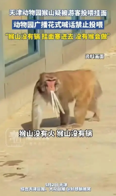 天津动物园猴山疑被游客投喂生挂面